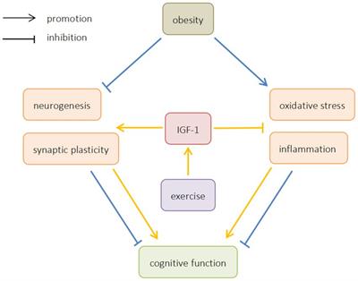 The role of IGF-1 in exercise to improve obesity-related cognitive dysfunction